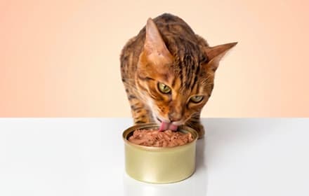 Alimento húmedo