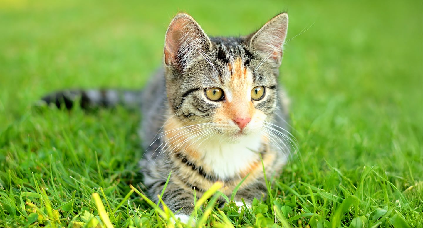 Gatos