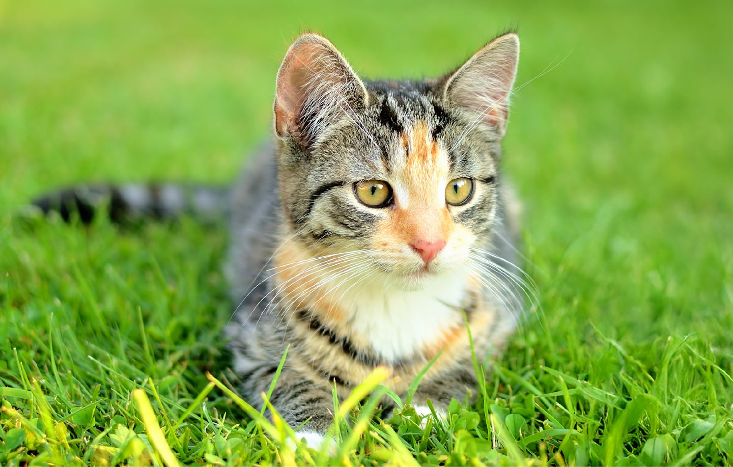Gatos